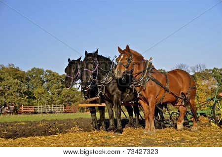 Team of horses plowing