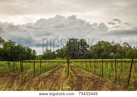 Storm In The Fields Of Italy