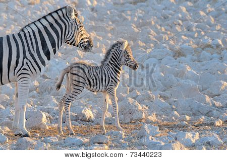 Zebra Mother And Foal, Okaukeujo Waterhole