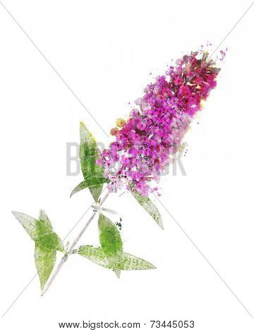 Watercolor Digital Painting Of Buddleja Branch (Butterfly Bush)