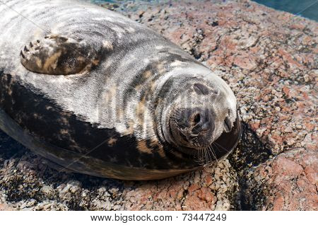 Seal (pinnipeds, Often Generalized As Seals)