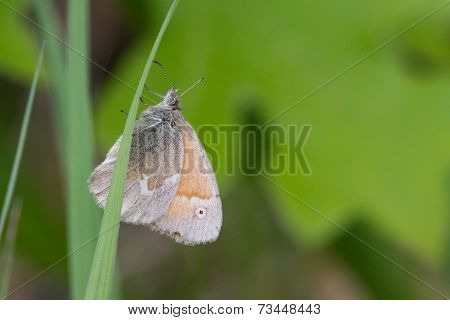 Common Ringlet