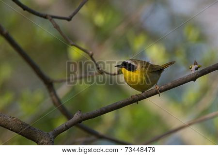 Common Yellowthroat