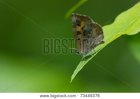 Harvester