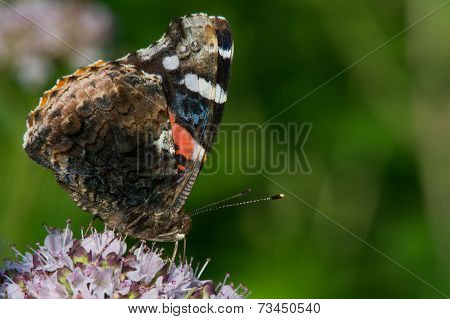 Red Admiral