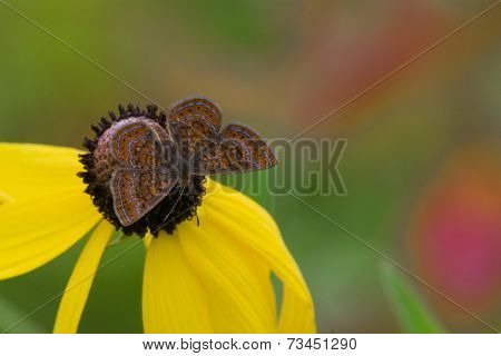 Swamp Metalmark