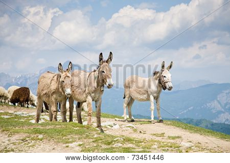 Donkeys In Mountain