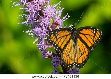 Viceroy