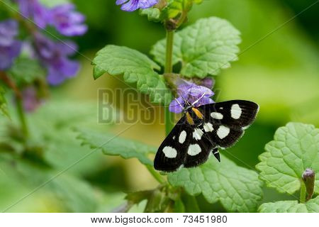 White-spotted Sable Moth