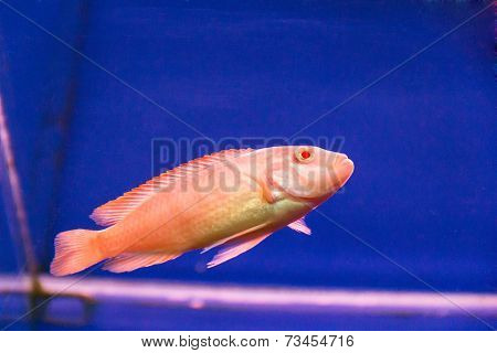 Aulonocara Fish
