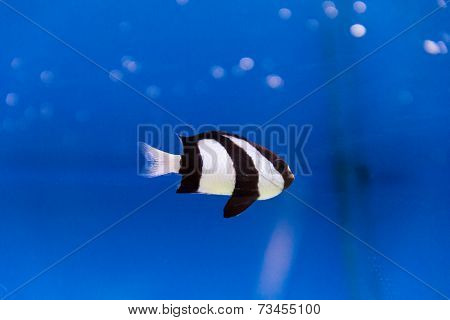 Dascyllus