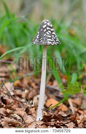 Coprinus Picaceus