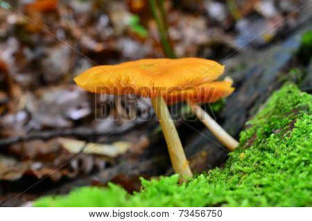 Pluteus Leoninus
