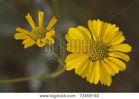 Yellow Daisies
