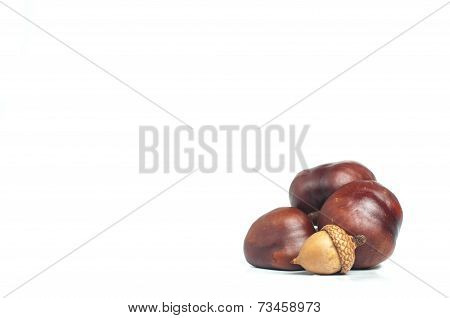 chestnut with crust and acorn on a white background