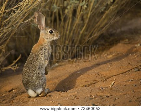 Desert Rabbit