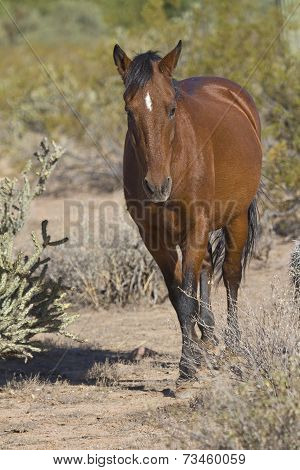 Wild Horse