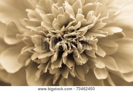 African Marigold Flower Orange