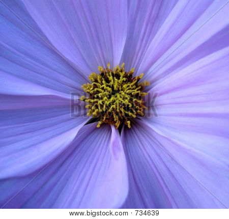 Fiore blu