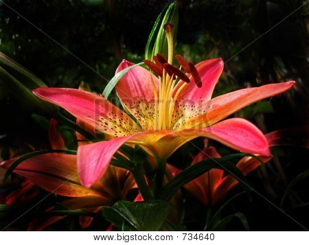 Lily nella luce