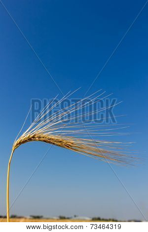 a corn field with barley ready for harvest. symbol photo for agriculture and healthy eating.