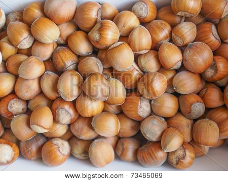 Hazelnut Fruit