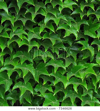 Efeu leafs