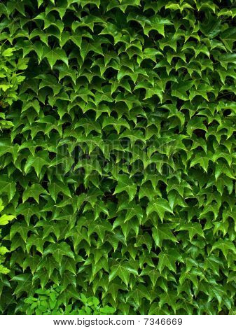 schleichende ivy
