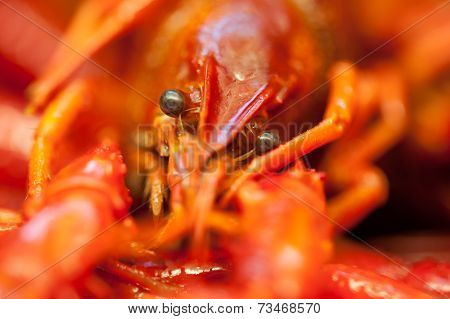 Crayfish