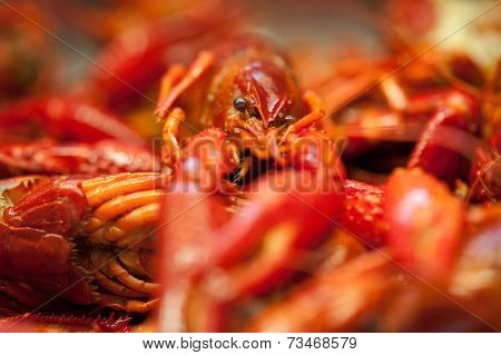 Crayfish