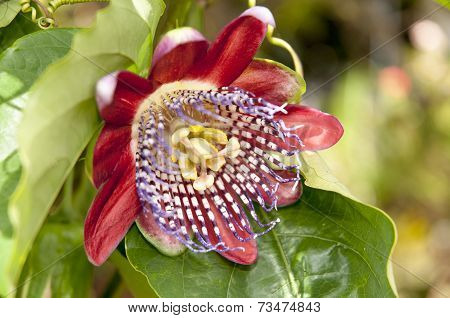 Passion fruit flower