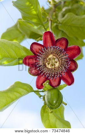 Passion fruit flower