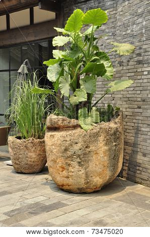 Elephant ear plant (Colocasia)