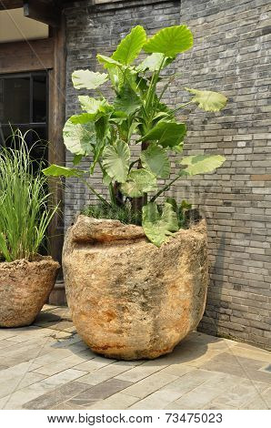 Elephant ear plant (Colocasia)