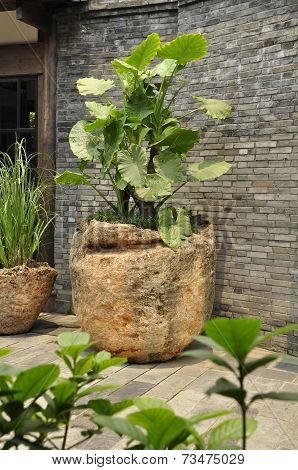 Elephant ear plant (Colocasia)