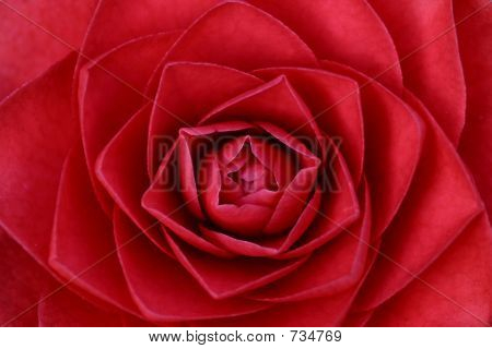 Červený Camelia
