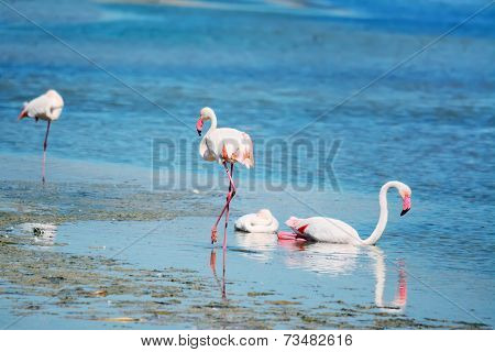 Flamingos In The Water