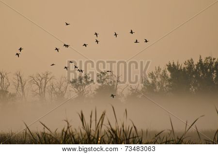 Early Morning Flight Of Ducks Above Foggy Marsh