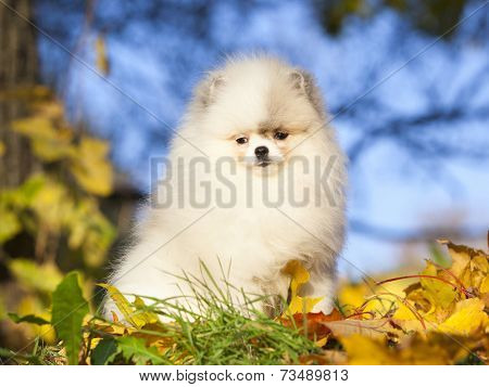 dwarf spitz white