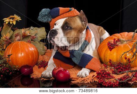 dog knitted hat and scarf,