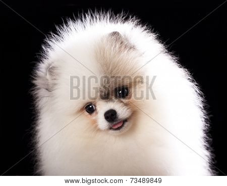 ittle spitz puppy closeup