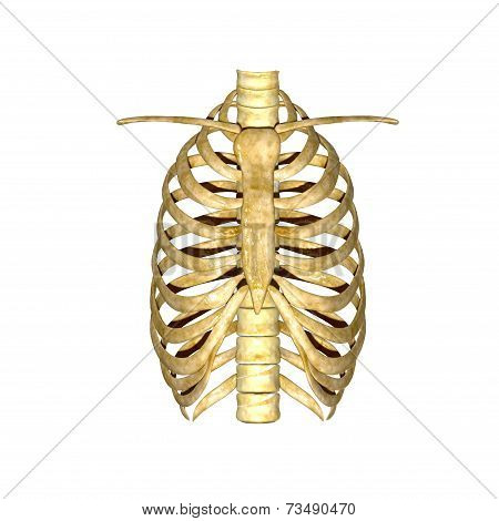 Rib cage