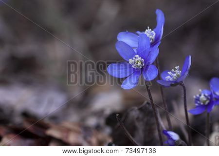 blue anemones
