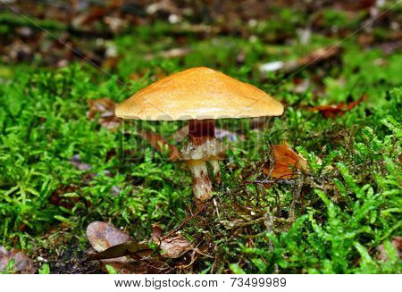 Mushroom Suillus Grevillei