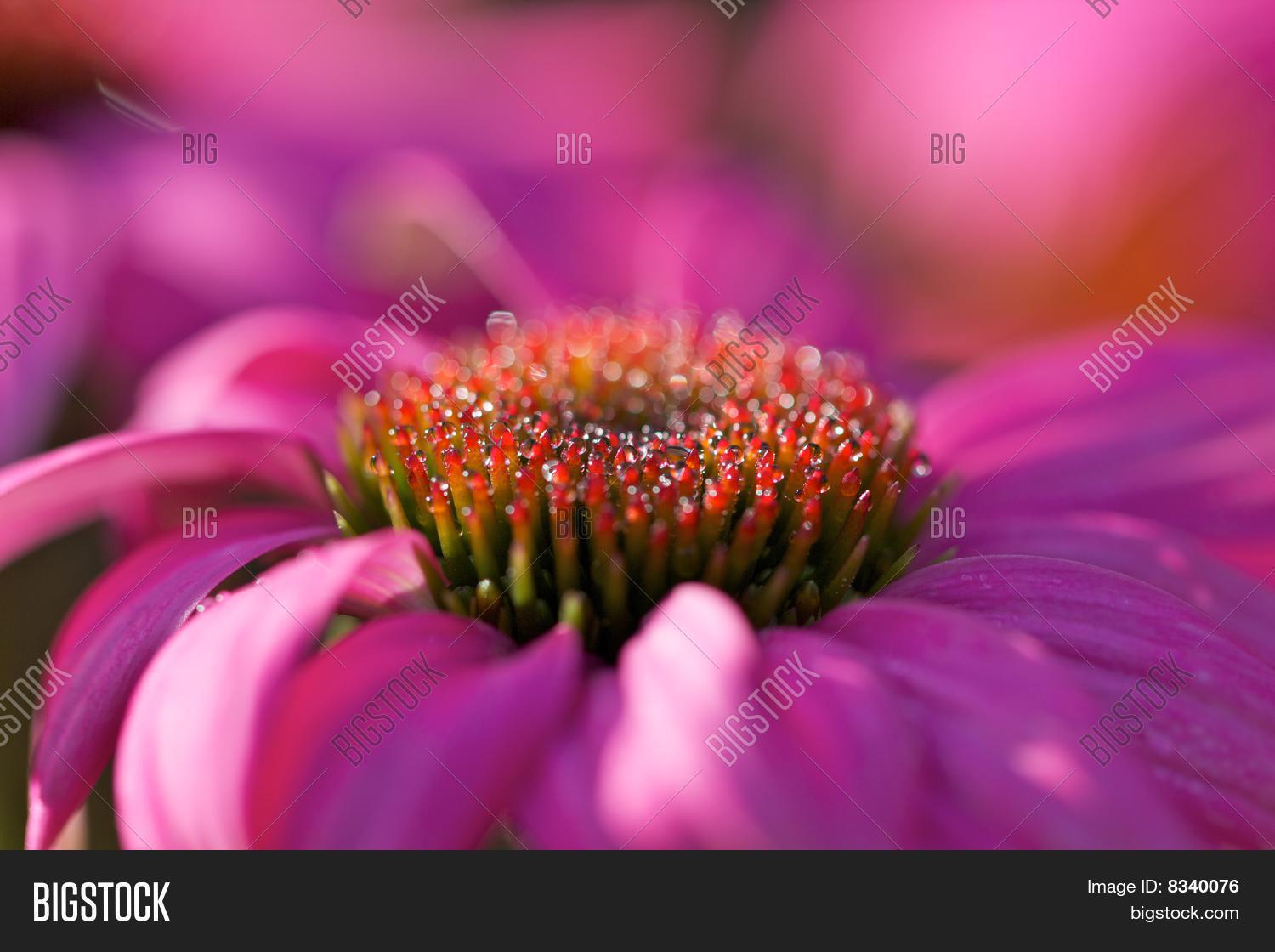 Echinacea Purpurea Image & Photo (Free Trial) | Bigstock