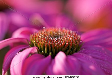 Echinacea Purpurea zbliżenie