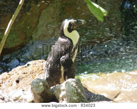 Pinguïn in spray