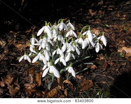 Cluster Of Snowdrops