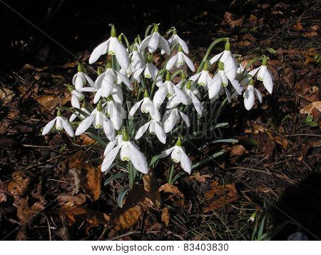 Snowdrops