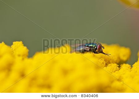 Volar en flor amarilla